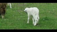 video karayaka koyun çiftliği