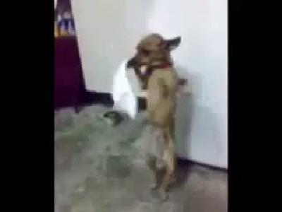 köpek sov