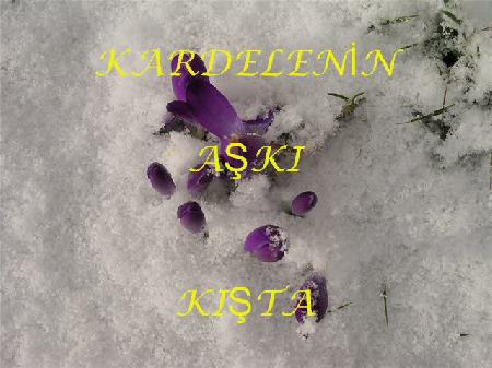 KARDELENİN AŞKI KIŞTA