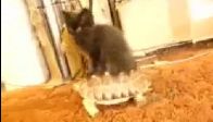 kedi - kaplumbağa - caddy