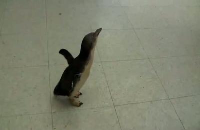 Penguen gıdıklanınca...